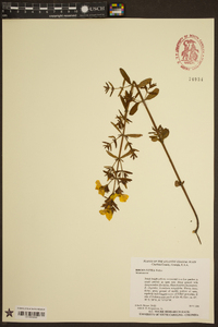 Rhexia lutea image