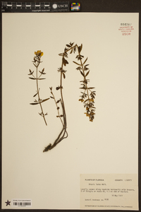 Rhexia lutea image