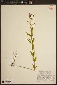 Rhexia mariana var. purpurea image