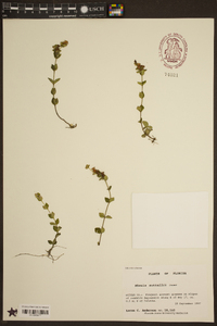 Rhexia nuttallii image