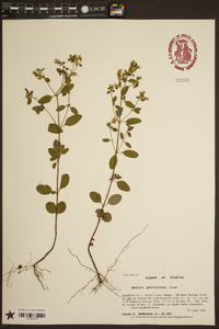 Rhexia parviflora image