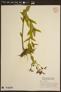 Rhexia virginica image