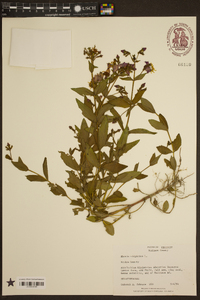 Rhexia virginica image