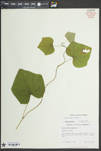 Menispermum canadense image