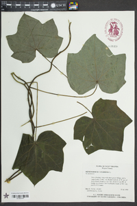 Menispermum canadense image