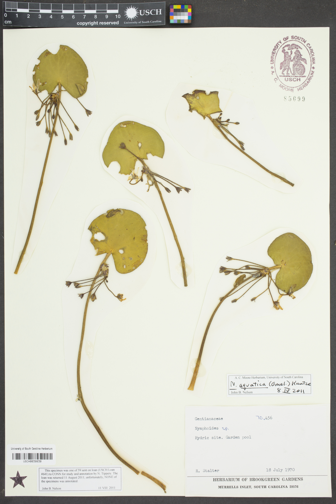 Nymphoides aquatica image