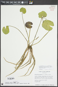 Nymphoides aquatica image