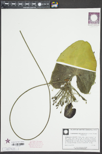 Nymphoides aquatica image