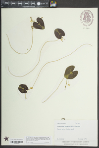 Nymphoides cordata image