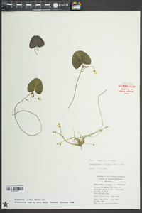 Nymphoides cordata image