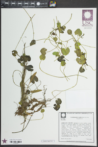 Nymphoides cordata image