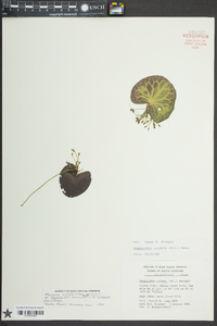 Nymphoides cordata image