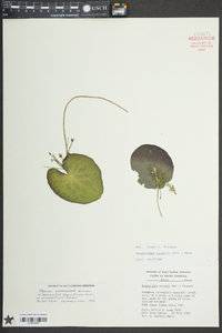 Nymphoides cordata image