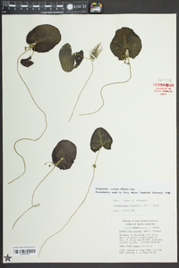 Nymphoides cordata image