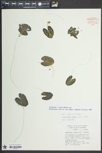 Nymphoides cordata image