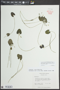 Nymphoides cordata image