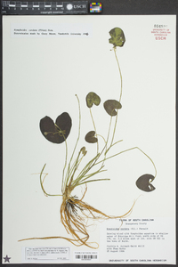 Nymphoides cordata image