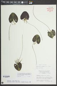 Nymphoides cordata image