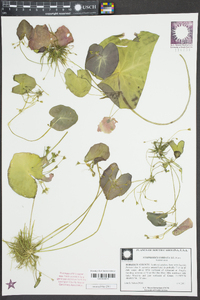 Nymphoides cordata image