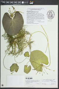 Nymphoides cordata image