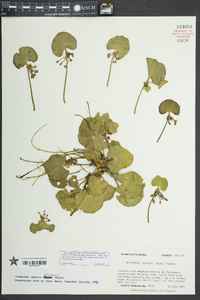 Nymphoides aquatica image