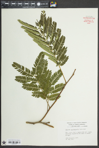 Albizia julibrissin image