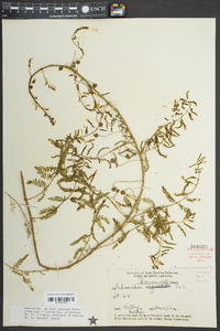 Mimosa microphylla image