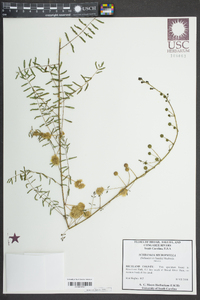 Mimosa microphylla image