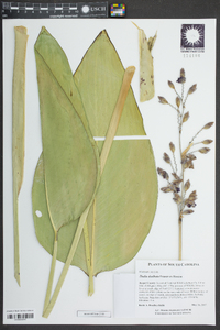 Thalia dealbata image