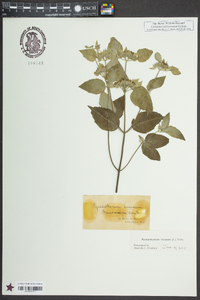 Pycnanthemum incanum image