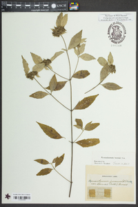 Pycnanthemum loomisii image