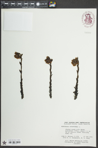 Hypopitys monotropa image