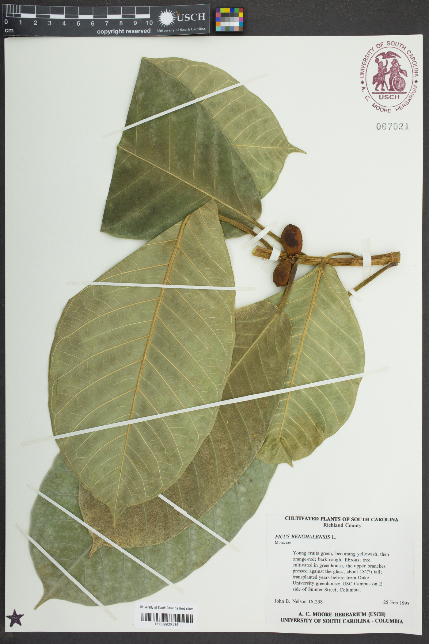 Ficus benghalensis image