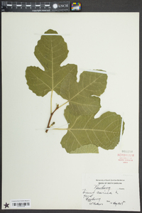 Ficus carica image