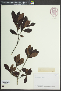 Myrica inodora image