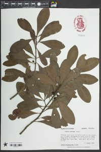 Myrica inodora image