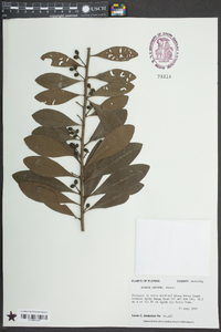 Myrica inodora image