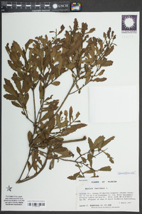 Myrica cerifera image