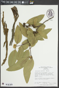 Eucalyptus neglecta image