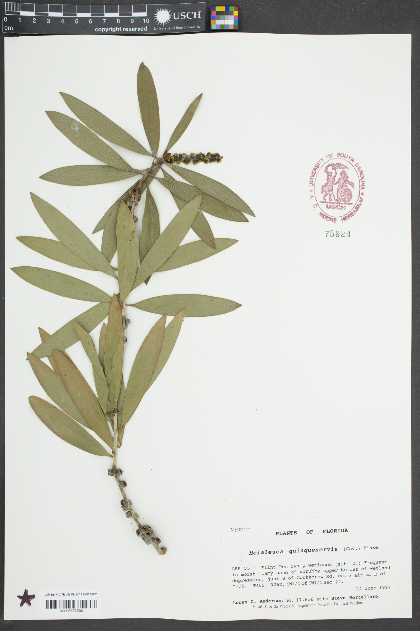 Melaleuca quinquenervia image