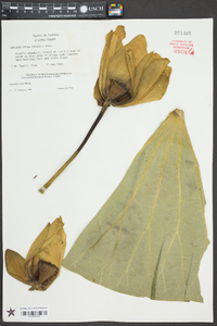 Nelumbo lutea image