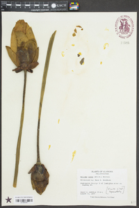 Nelumbo lutea image