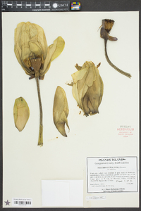 Nelumbo lutea image