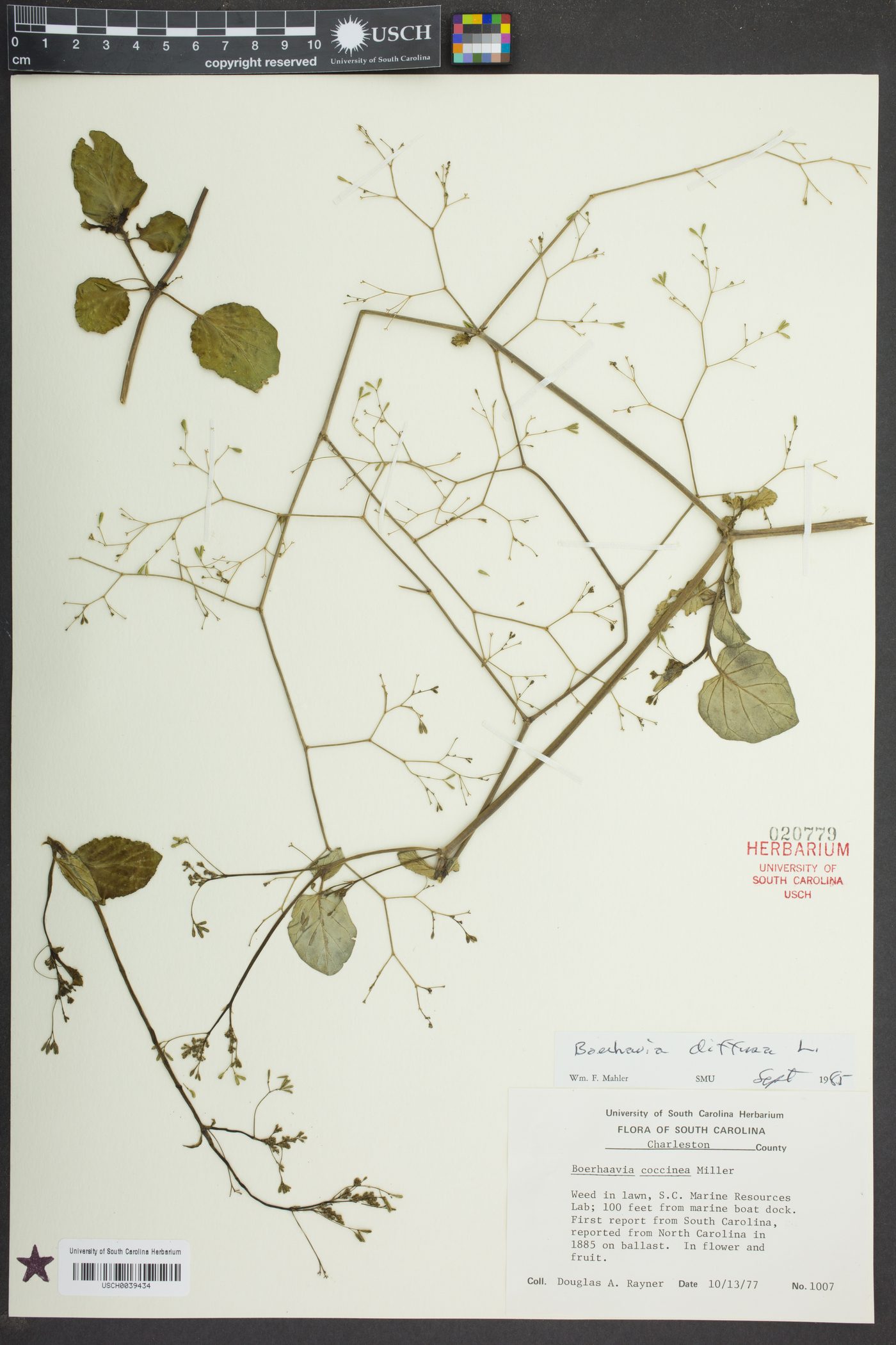 Boerhavia diffusa image