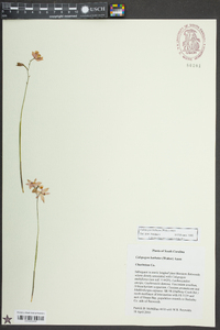 Calopogon barbatus image