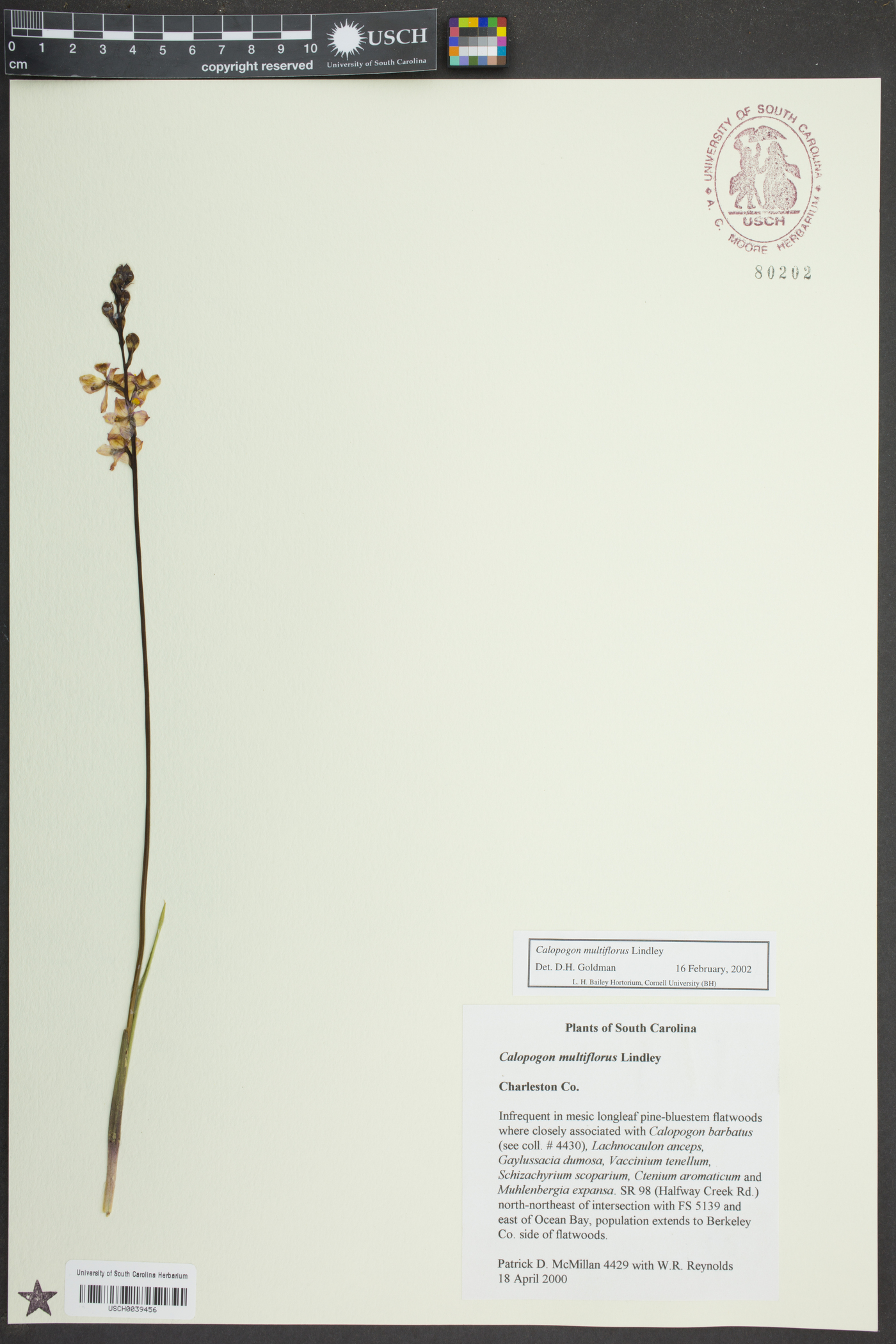 Calopogon multiflorus image