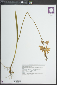 Calopogon tuberosus var. tuberosus image