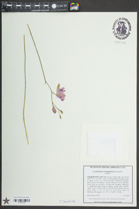 Calopogon tuberosus image