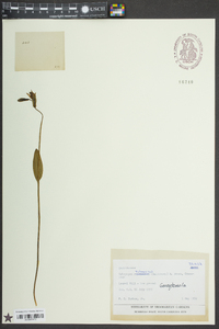 Calopogon tuberosus image