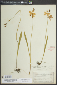 Calopogon tuberosus var. tuberosus image